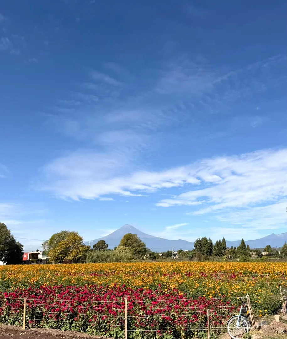Campo de cempasúchil y terciopelo con el volcán Popocatépetl al fondo, en Cholula